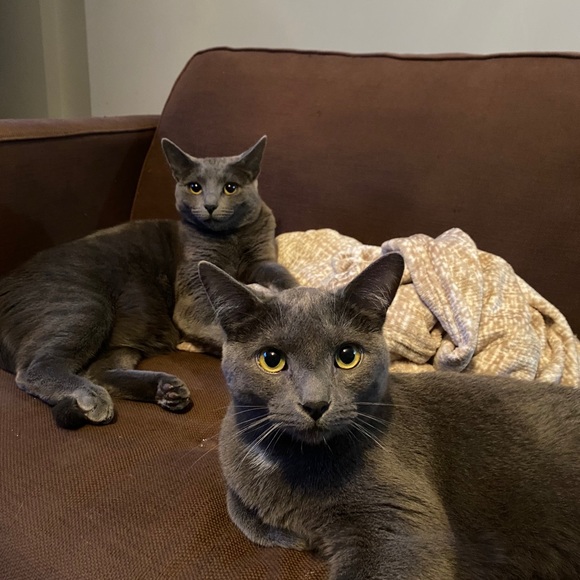 Meet your Posher, Andre - Picture 1 of 1